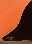 566 - DIAGONALE - VEKEMANS MURIEL - belgium <div : 2016, Namib, arbre, dunes, sesriem